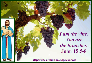 1 I am the vine you are the branches with Jesus